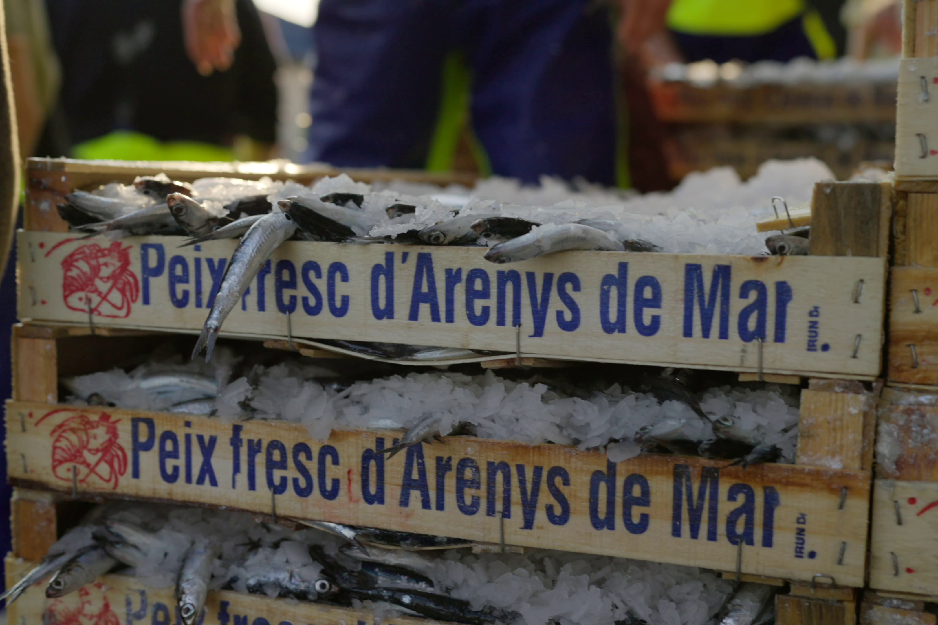 Peix fersc d'Arenys de Mar