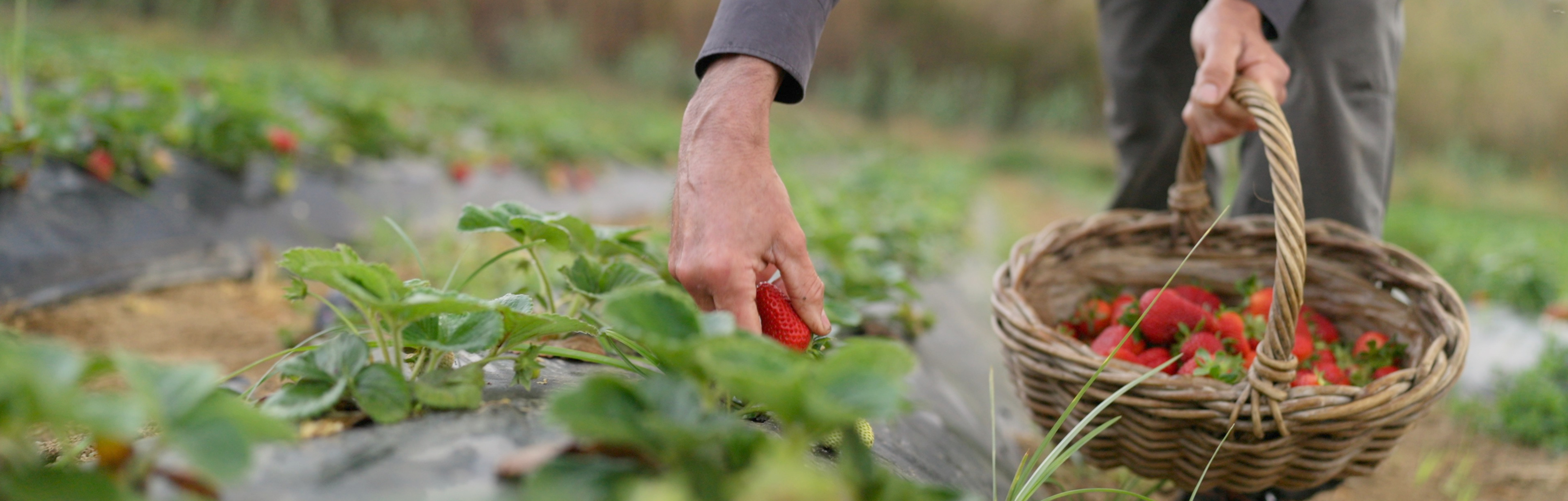 productor de maduixes del Maresme